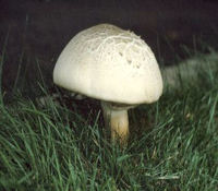 Horse Mushroom