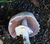 Horse Mushroom